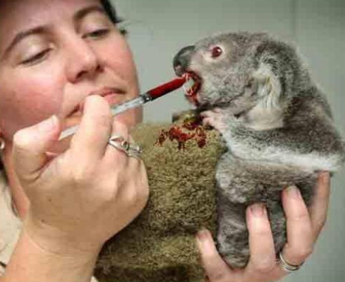 Juvenile drop bear is fed with a syringe